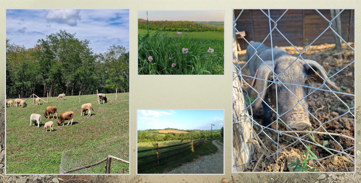 Prirodni pejzaž seoskog imanja u Šumadiji sa pašnjacima livadama i domaćim životinjama kao deo tim bilding okruženja